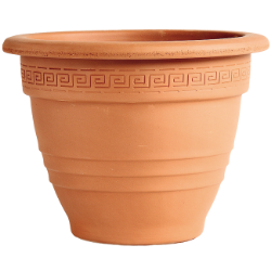 SAKSIJA ZVONASTA 52cm