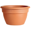 SAKSIJA ZVONASTA PLITKA  37cm - 1