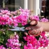 MAKAZE ZA BILJKE  BLACK AND DECKER - 3