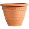 SAKSIJA ZVONASTA 37cm - 1