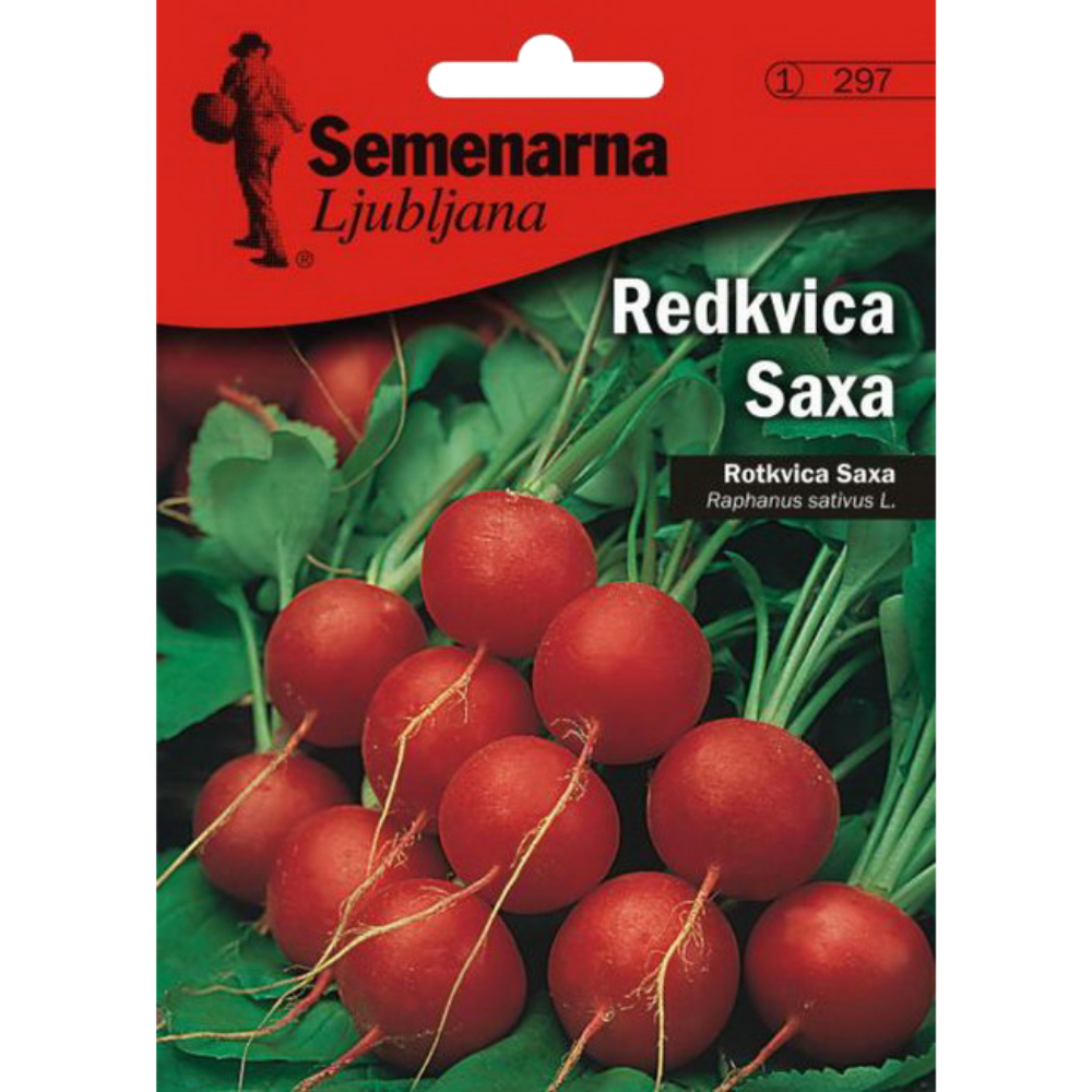 ROTKVICA SAKSA 4 GR