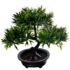 VESTACKI BONSAI  H - 26cm   sirina - 26cm - 1