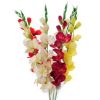 KOMADNA GLADIOLA  MIX  h-80cm - 1