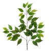 GRANA BENDZAMIN  visina - 60cm  sirina - 60cm - 1