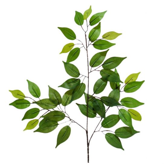 GRANA BENDZAMIN  visina - 60cm  sirina - 60cm