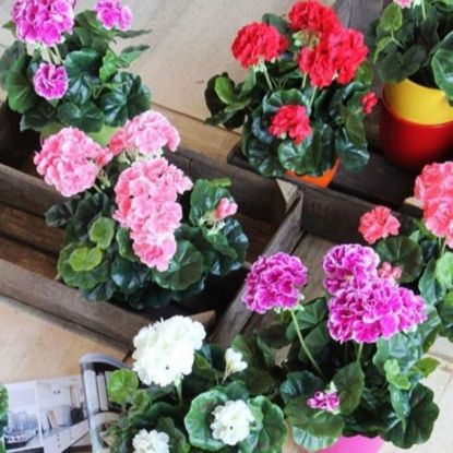 MUŠKATLA VEŠTAČKA ROZE h34xd20cm U SAKSIJI d11.5cm DSY 12