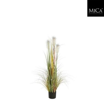 Slika TRAVA PLUME FOXTAIL BELO U PLASTIČNOJ SAKSIJI - H120XD45CM