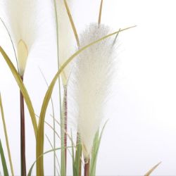 Slika TRAVA PLUME FOXTAIL BELO U PLASTIČNOJ SAKSIJI - H120XD45CM