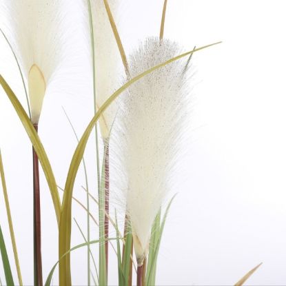 Slika TRAVA PLUME FOXTAIL BELO U PLASTIČNOJ SAKSIJI - H120XD45CM