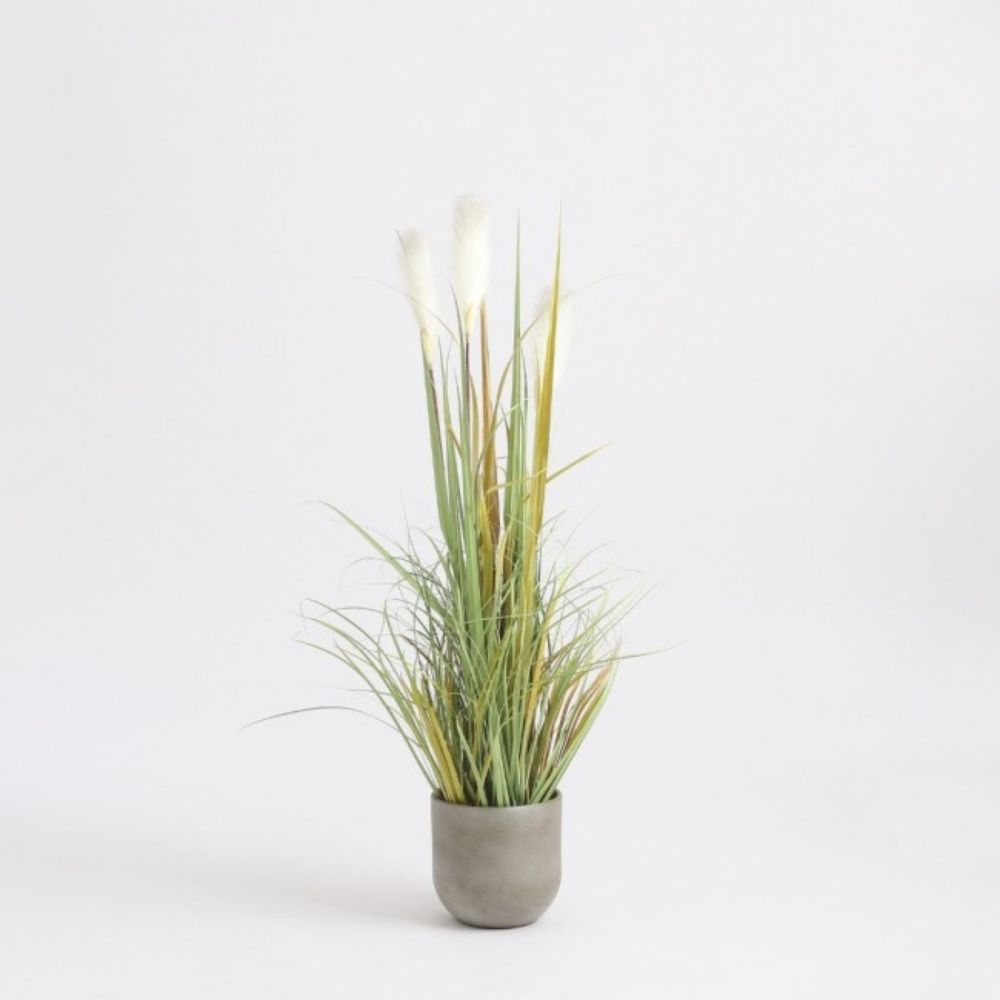 TRAVA PLUME FOXTAIL BELO U PLASTIČNOJ SAKSIJI - H120XD45CM
