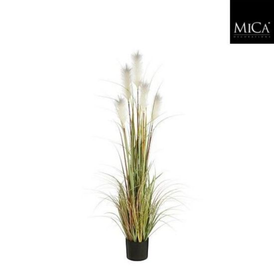 TRAVA PLUME FOXTAIL BELO U PLASTIČNOJ SAKSIJI - H150XD70CM