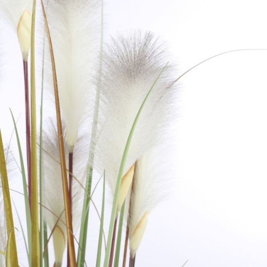 TRAVA PLUME FOXTAIL BELO U PLASTIČNOJ SAKSIJI - H150XD70CM