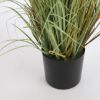 TRAVA PLUME FOXTAIL BELO U PLASTIČNOJ SAKSIJI - H150XD70CM - 3