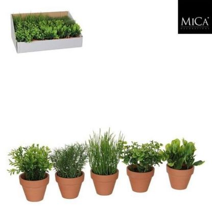 Slika BILJKA U SAKSIJI ZELENA 5 VRSTA DISPLAY - H18XD7CM DSY15