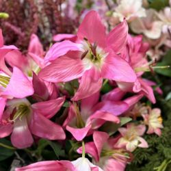 LJILJAN VEŠTAČKI PINK 64cm DSY 24