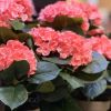 HORTENZIJA PINK VEŠTAČKA U SAKSIJI h40xd35cm DSY 8 - 1
