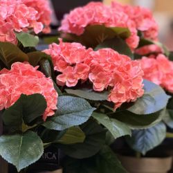 HORTENZIJA PINK VEŠTAČKA U SAKSIJI h40xd35cm DSY 8