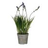LAVANDA VEŠTAČKI CVET U PLASTIČNOJ SAKSIJI, LJUBIČASTA – H30 × D8,5 CM - 1