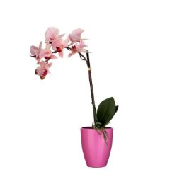 ORHIDEJA VEŠTAČKI CVET ROZE U SAKSIJI TUSCA – D10 CM – H42 × D20 CM
