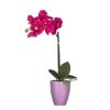 ORHIDEJA VEŠTAČKI CVET LJUBIČASTA (LILA) U SAKSIJI TUSCA – D10 CM – H42 × D20 CM - 1