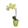 ORHIDEJA VEŠTAČKI CVET ZELENA U SAKSIJI TUSCA – D10 CM – H42 × D20 CM - 1