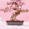 SLAGALICA 3D BONSAI DRVO TREŠNJE ROBOTIME - 3